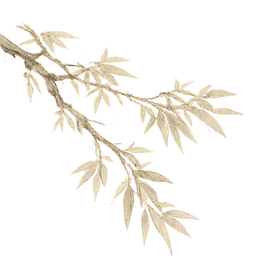 tree left top